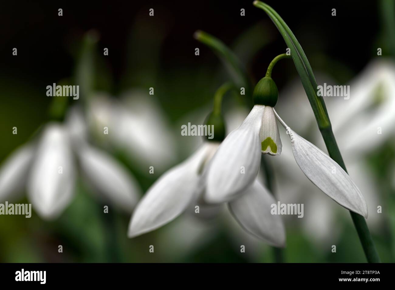 Galanthus elwesii var monostictus Grayswood,hybrid galanthus; hybrid snowdrops; hybrids; snowdrop; snowdrops; spring; flower; flowers; RM Floral Stock Photo