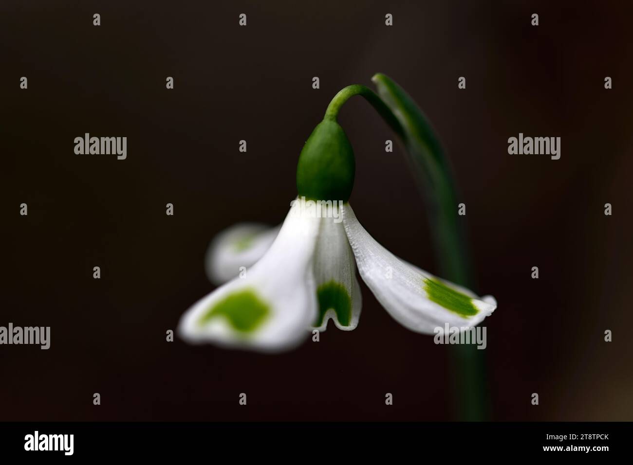 Galanthus x valentinei Turncoat;inverse poculiform snowdrop, hybrid