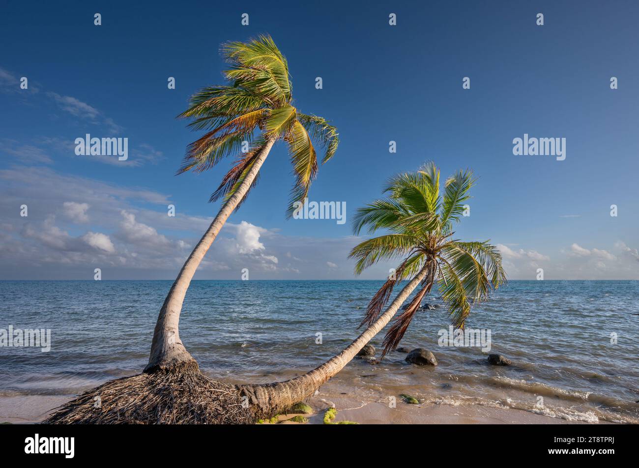 Caribbean tourism theme. Two palm trees in clean sea background Stock Photo