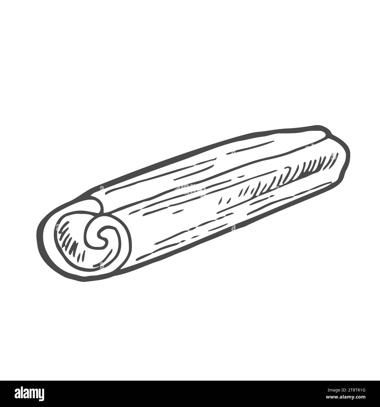 Cinnamon sticks in hand drawn doodle style. Cinnamon pods sketch. Isolated Stock Vector