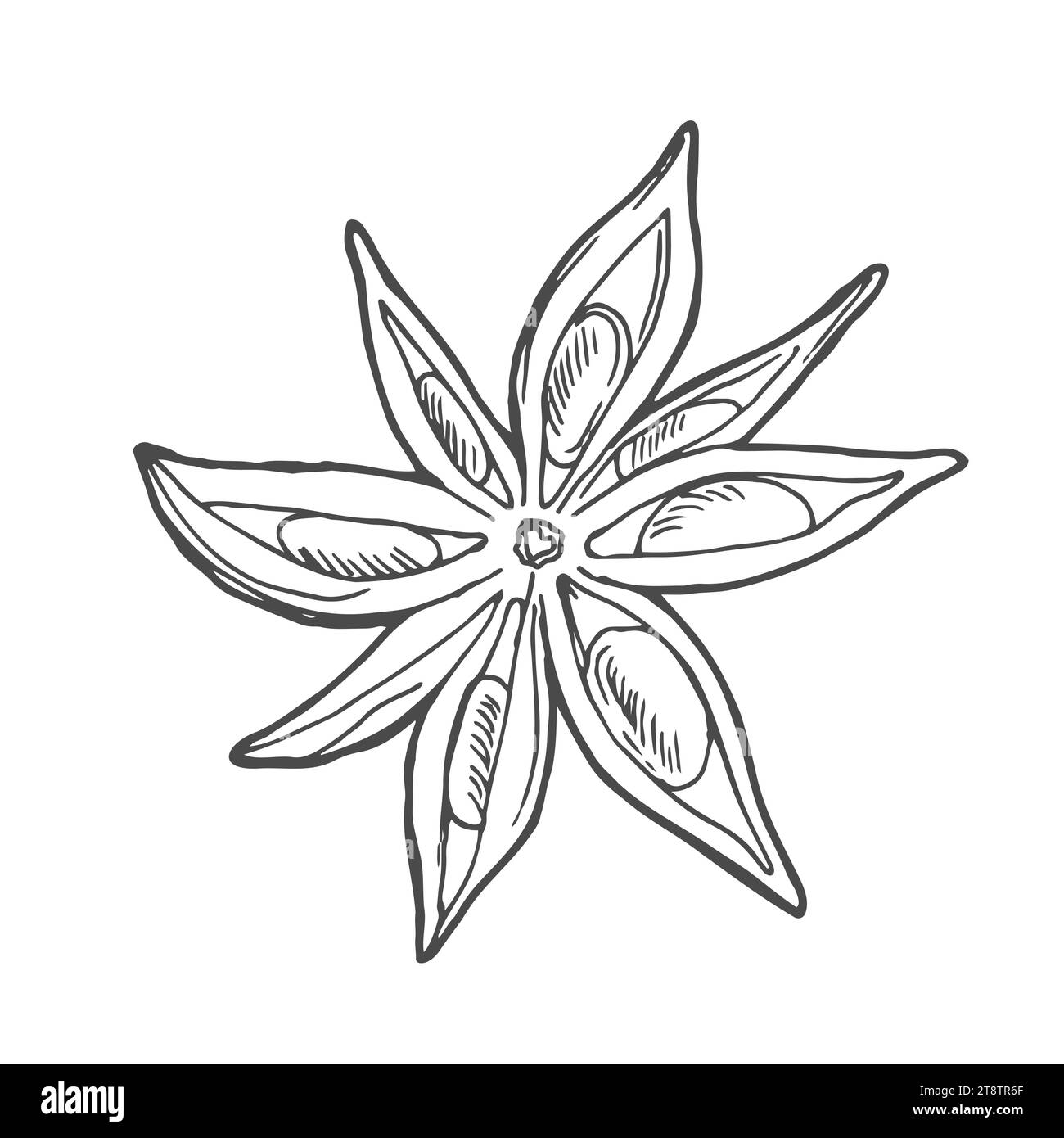 Star anise hand drawn vector illustration. Isolated sketch of anise star. Engraved illustration. Stock Vector