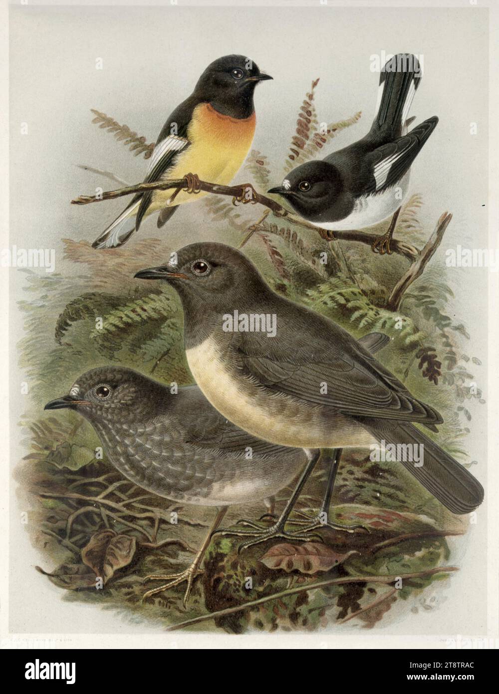 Keulemans, John Gerrard, 1842-1912: South Island tomtit, myiomoira macrocephala. North Island tomtit, myiomoira toitoi. North Island robin, miro australia. South Island robin, miro albifrons. / J. G. Keulemans delt. & lith. Judd & Co. Plate V. 1888, Shows tomtits in foreground and robins on a branch above, in a bush setting Stock Photo