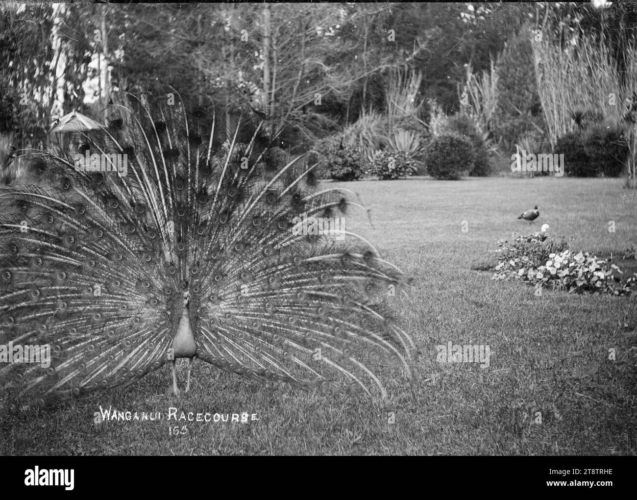 View of a peacock in the garden at the Wanganui, New Zealand Racecourse