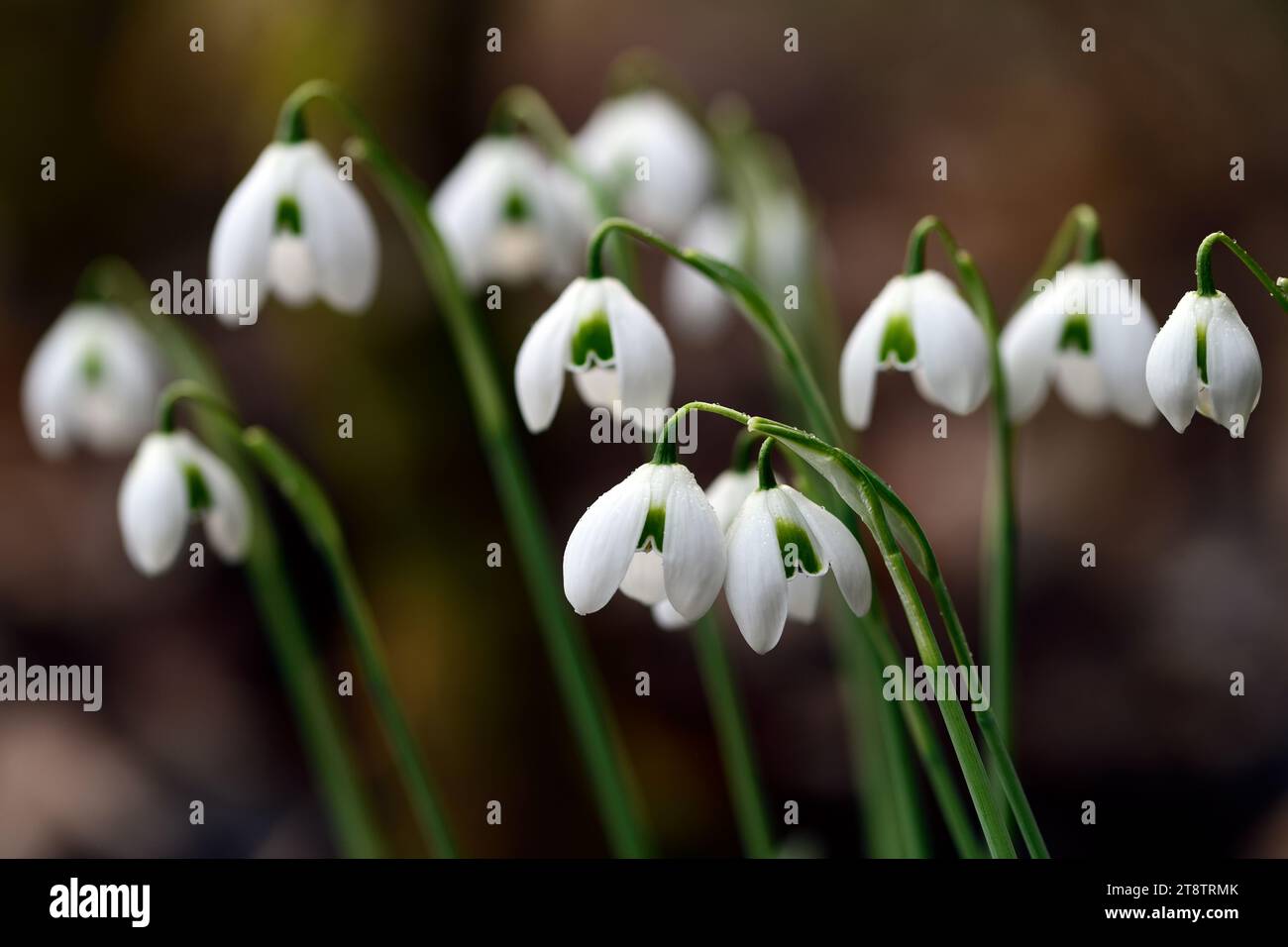 Galanthus greatorex double snowdrop hi-res stock photography and images ...