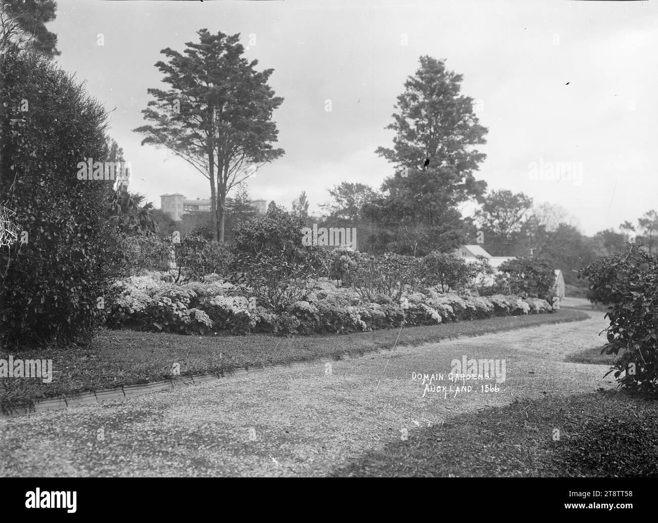 Gardens in the Auckland, New Zealand Domain, View of a path and bed of massed cinerarias and shrubs in the Auckland, New Zealand Domain gardens. Auckland, New Zealand Hospital can be seen in the distance. Photographed between 1900-1930 Stock Photo