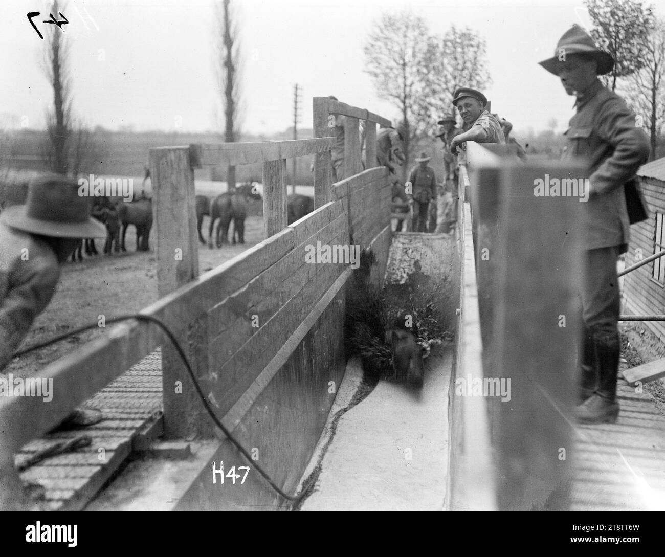 Horse dipping in the New Zealand Divisional horse dip, Shows a horse, almost submerged, being