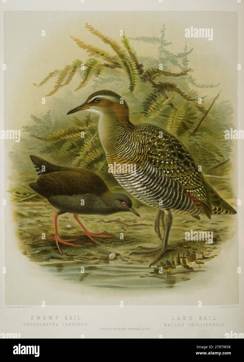 Keulemans, John Gerrard, 1842-1912: Swamp rail. Land rail / J. G. Keulemans delt. & lith. Plate XXXIII. 1888, Shows the banded land rail (rallus philippensis) in the right foreground, and the smaller darker red-legged swamp rail (ortygometra tabuensis) at the left Stock Photo