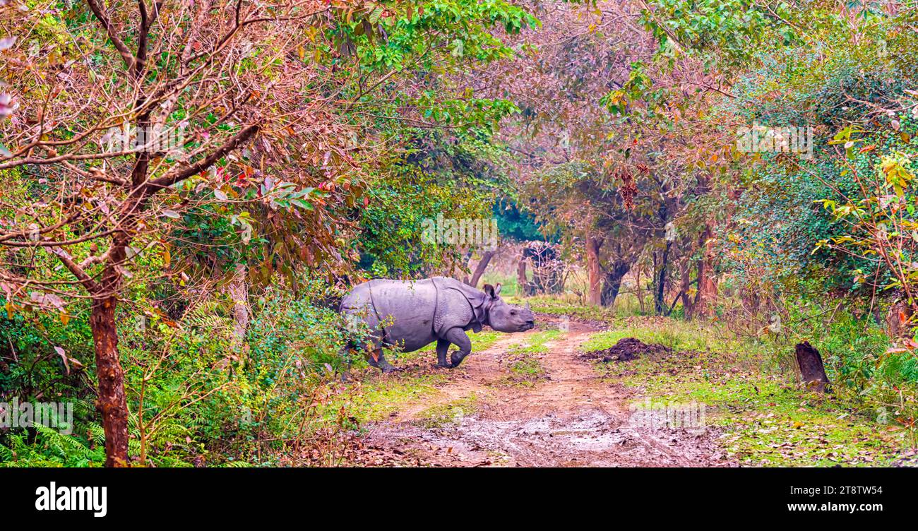 A great Indian rhinoceros crossing a dirt track inside the Pobitora wildlife sanctuary in Assam, India. Stock Photo