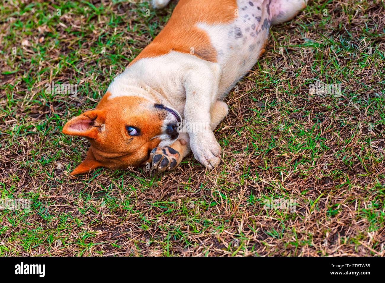 An Indian street dog lying on the ground and looking at the camera. Stock Photo