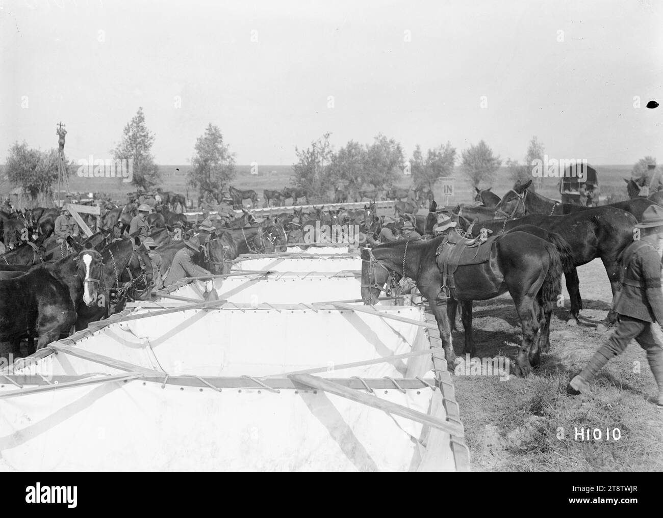 New Zealanders watering horses during World War I, France, New Zealand soldiers water their horses from a large canvas? trough during open warfare in France in World War I. Possibly an artillery horse line. Photograph taken 7 September 1918 Stock Photo