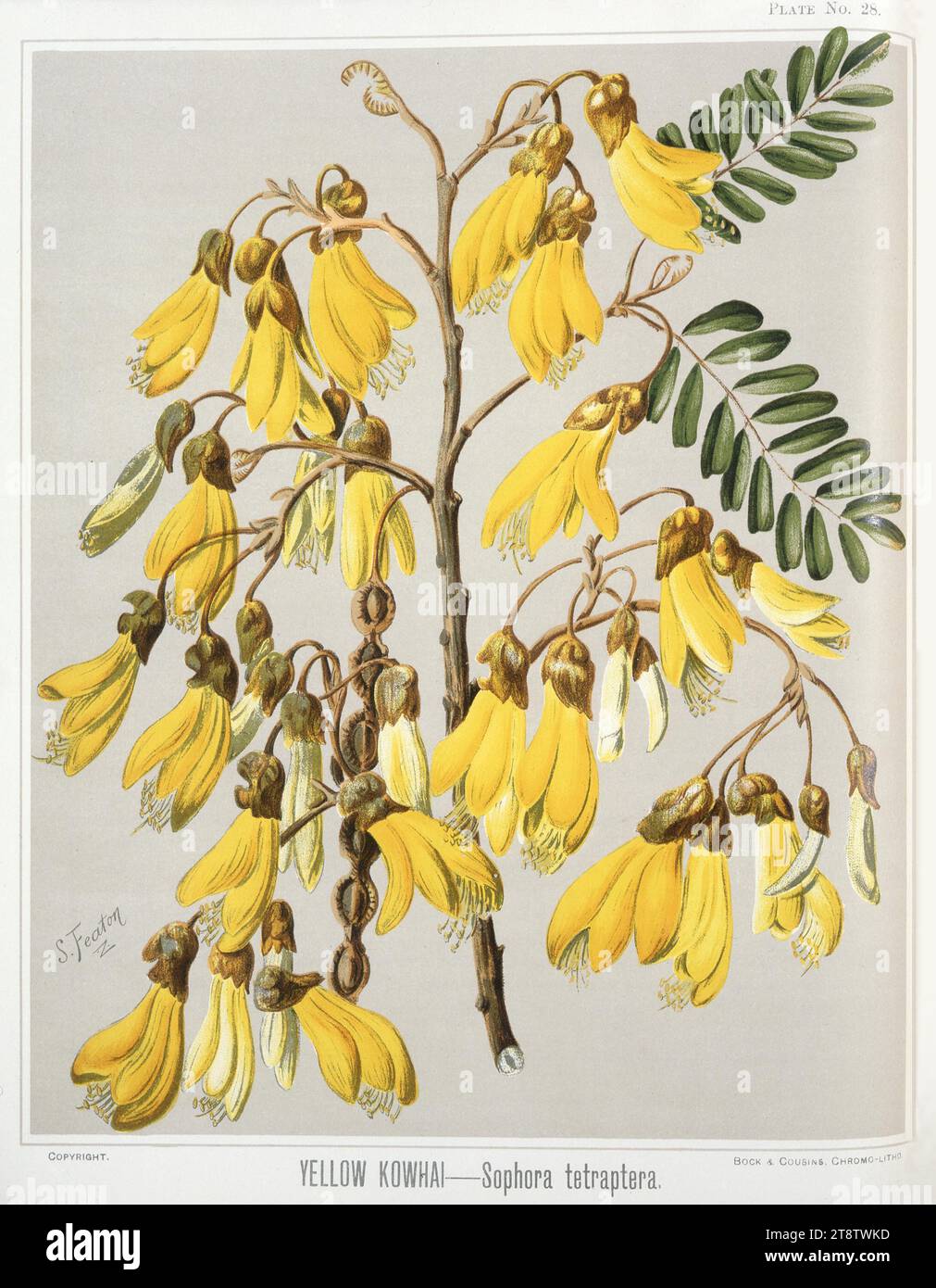 Featon, Sarah Anne, 1848-1927: Yellow kowhai. Sophora tetraptera. Bock and Cousins Chromo-Litho. Wellington, New Zealand, 1889, A branch of kowhai in flower Stock Photo