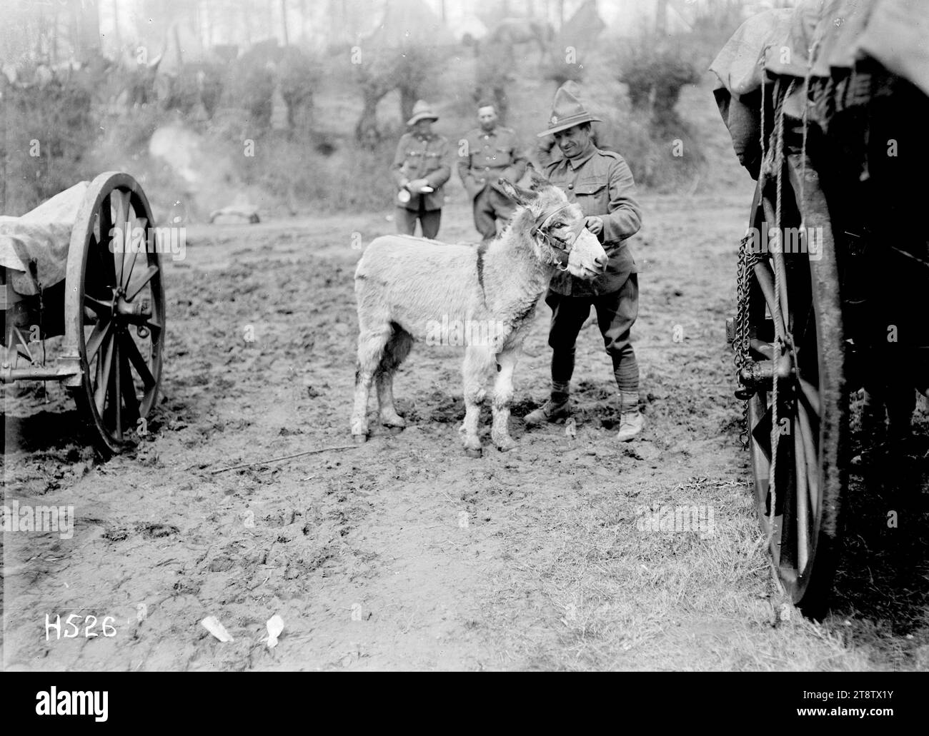 Moses, the donkey mascot of the New Zealand Army Service Company, 'Moses' an Eyptian donkey and the mascot of the New Zealand Army Service Company poses for a photograph. Photograph taken Louvencourt 20 April 1918 Stock Photo