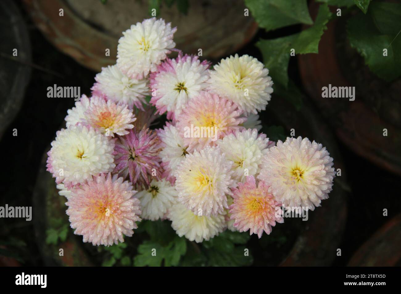Daffodil University, Dhaka, Flowers, Dhaka, Bangladesh Stock Photo Alamy