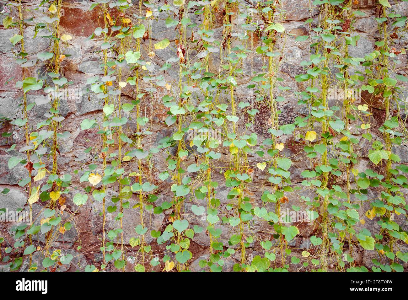 Climbing plants on stone wall hi-res stock photography and images - Alamy