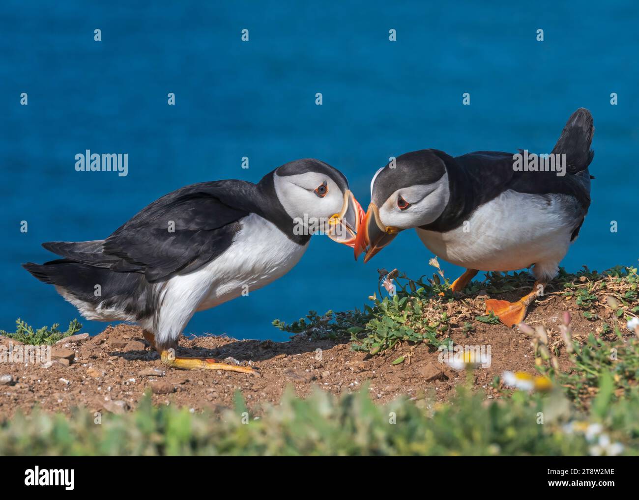 Puffins standing around in their colony on Skomer Island, Pembrokeshire ...