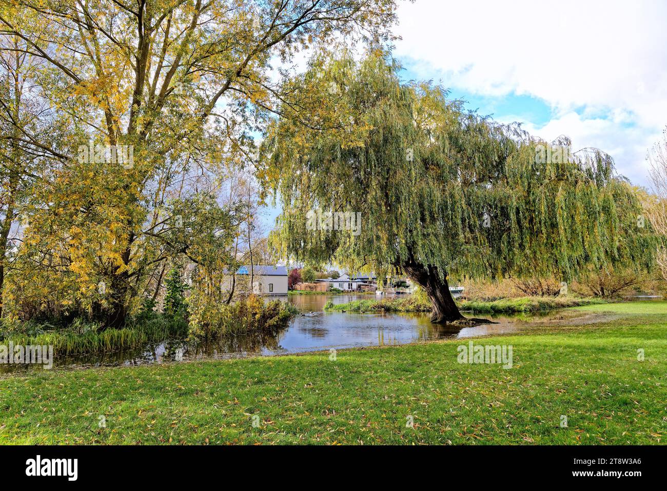 Willow tree by the riverside at Laleham on a sunny autumnal day Surrey England UK Stock Photo