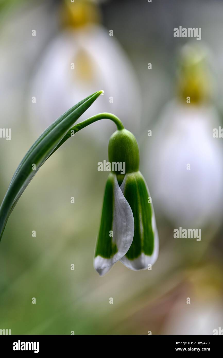 Galanthus Adam,snowdrop,virescent hybrid snowdrop,green markings,virescent, Snowdrop,snowdrops,spring,flower,flowers,RM Floral Stock Photo - Alamy Galanthus Adam,snowdrop,virescent hybrid snowdrop,green markings,virescent, Snowdrop,snowdrops,spring,flower,flowers,RM Floral Stock Photo - Alamy