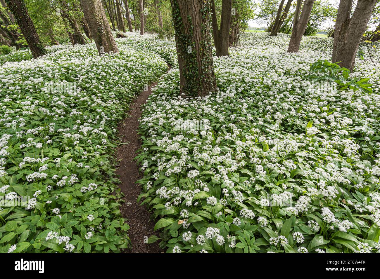 Ramsons Allium ursinum, carpet the entire woodland floor with their white garlic scented flowers each side of a narrow footpath, Co Durham, May Stock Photo