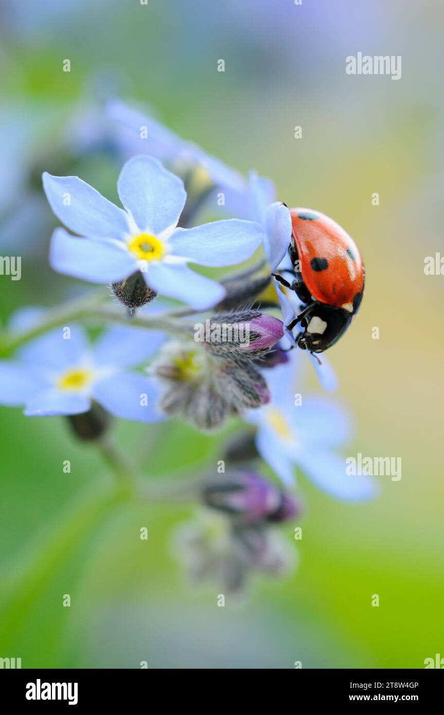 7-Spot Ladybird  Coccinella 7-punctata, on Forget-me-not in garden, April Stock Photo