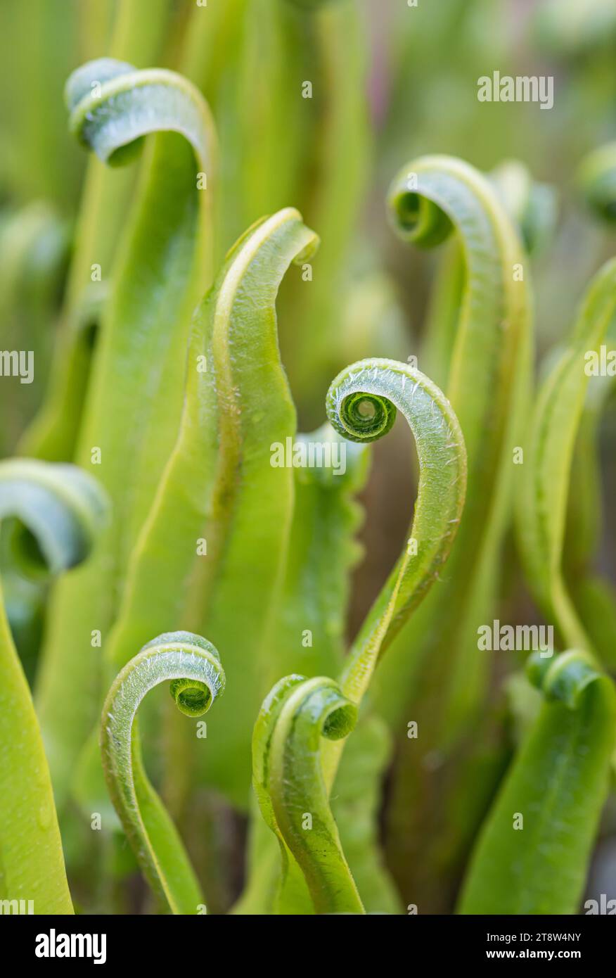 Group of unfurling spiral fern leaves, April Stock Photo