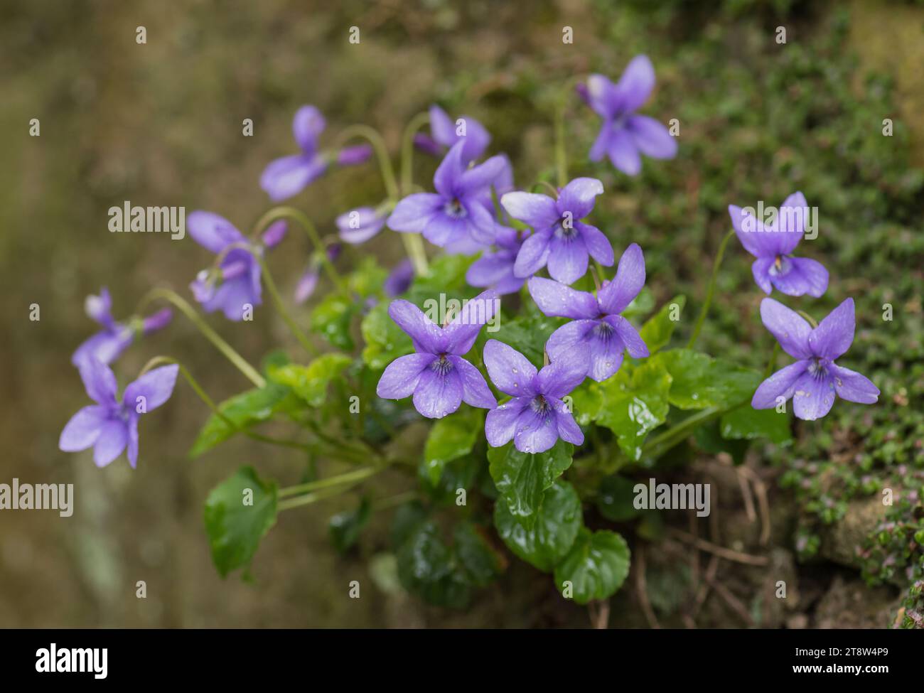 Common Dog Violets viola riviniana, a cluster seen flowering on mossy rocks in the rain, April Stock Photo