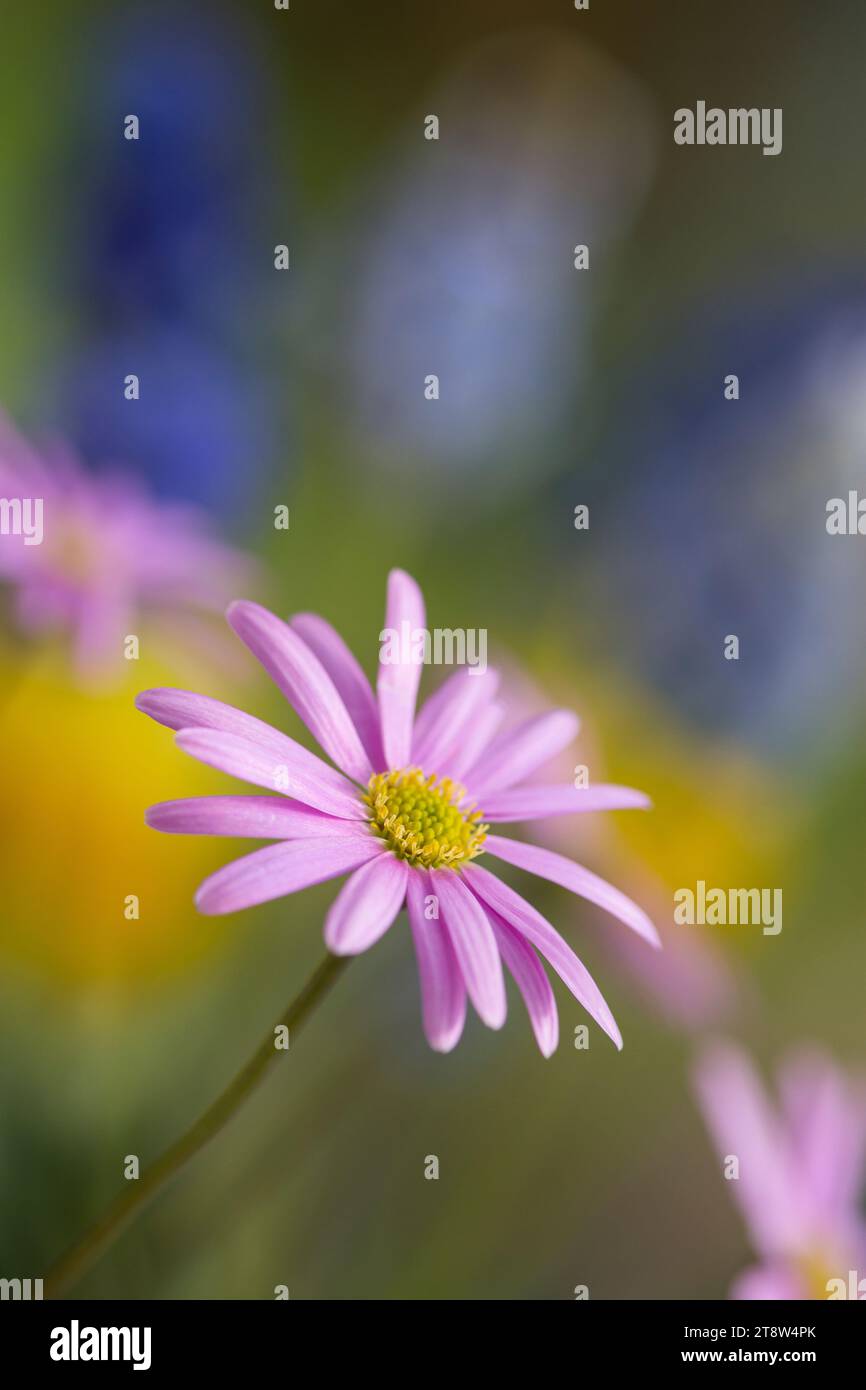 Pink daisy like flowers with blue Muscari in spring garden border,  bring early pollen to insects Stock Photo