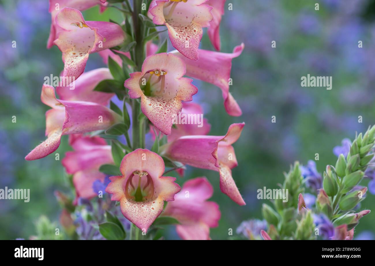Foxglove Digitalis, dramatic flower spikes with bell like flowers, garden border, June Stock Photo