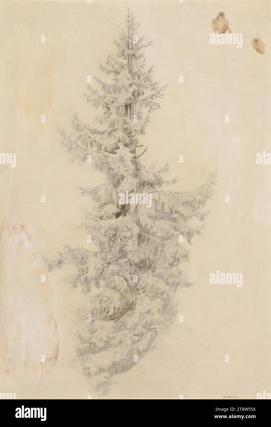 Werner Holmberg, 11.11.1830, Helsinki, 24.9.1860, Düsseldorf, Germany, Two-headed spruce, 1855, 42 × 28.5 cm, pencil 1890 Stock Photo