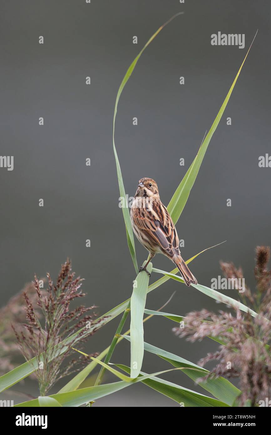 Reed Bunting, Emberiza schoeniclus, female in a Reed bed, Mid Wales, uk ...