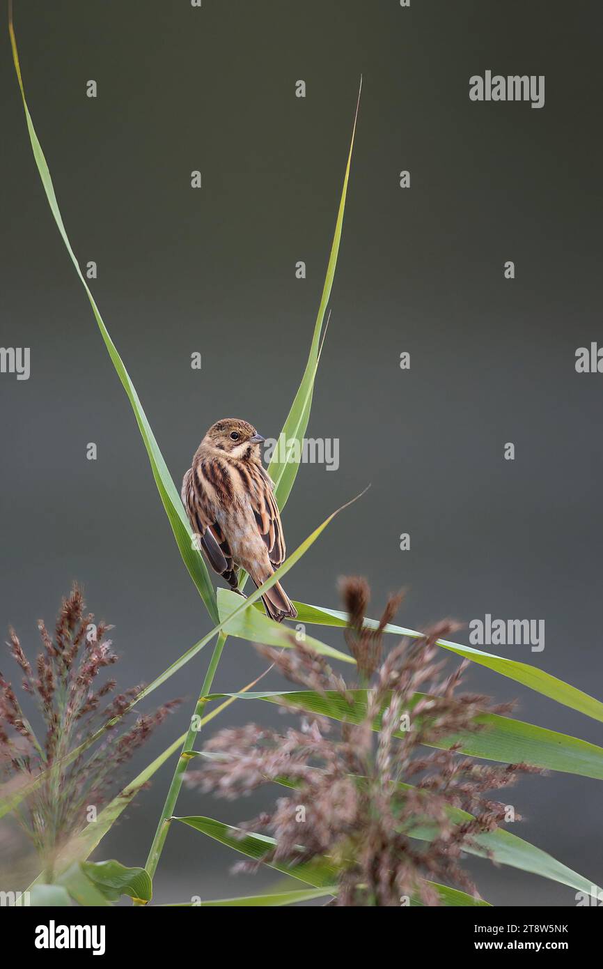 Reed Bunting, Emberiza schoeniclus, female in a Reed bed, Mid Wales, uk ...