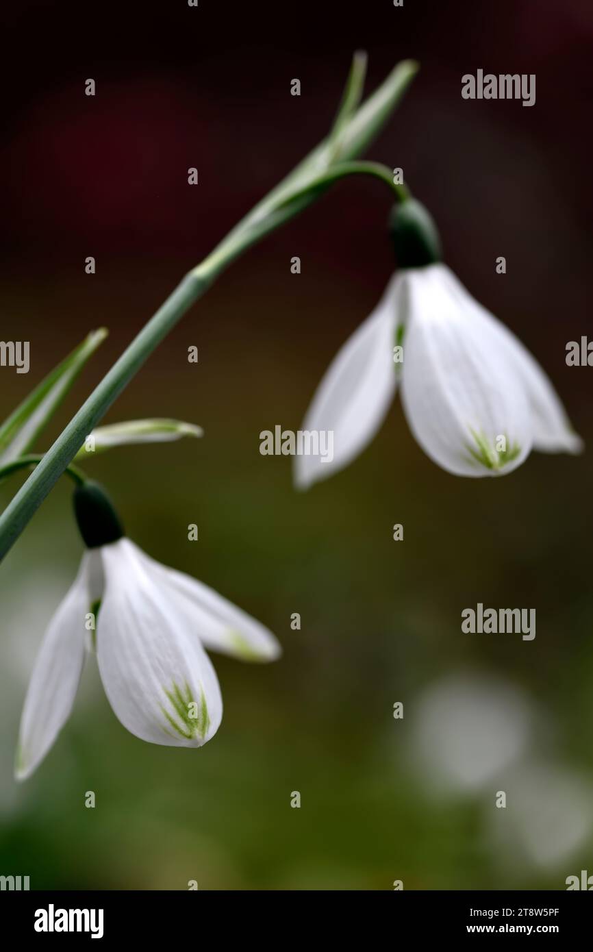 Galanthus elwesii var Monostictus hybrid,green tipped hybrid snowdrop,green markings,Snowdrop,snowdrops,spring,flower,flowers,RM Floral Stock Photo