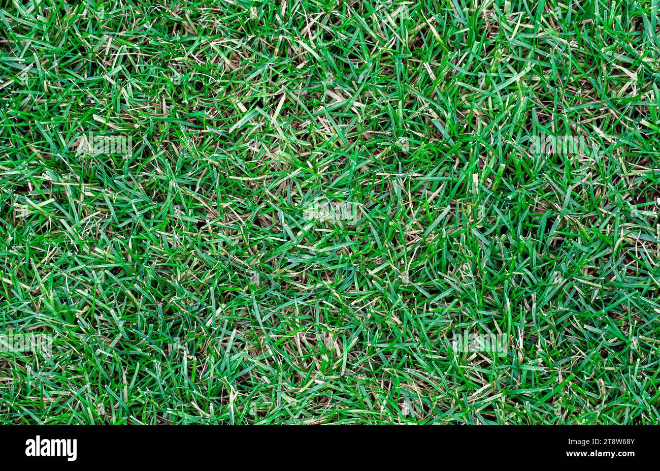 Grass is green mixed with dried on the lawn, closeup top view
