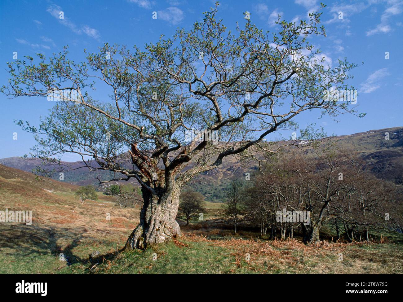 Mature broadleaf trees hi-res stock photography and images - Alamy