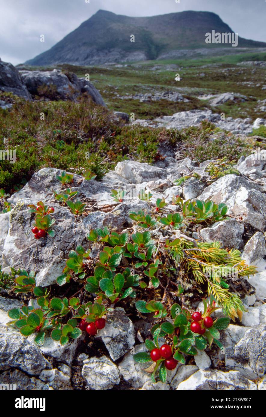 Arctic Bearberry (Arctostaphylos alpinus), Beinn Eighe NNR, Wester Ross, Scotland, July 2004 Stock Photo