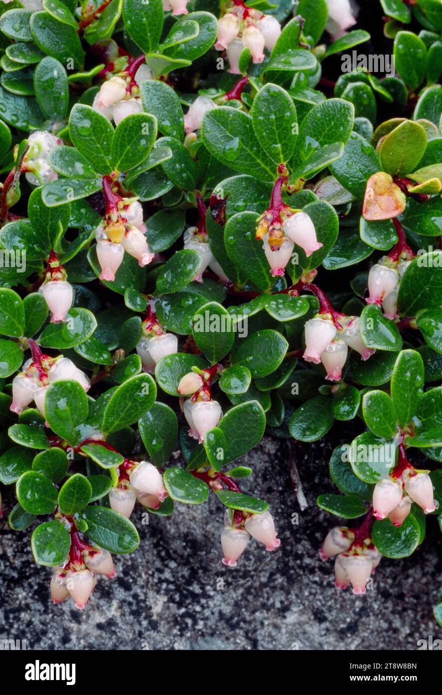 Bearberry (Arctostaphylos uva-ursi) in flower, Inverness-shire, Scotland, June 1999 Stock Photo