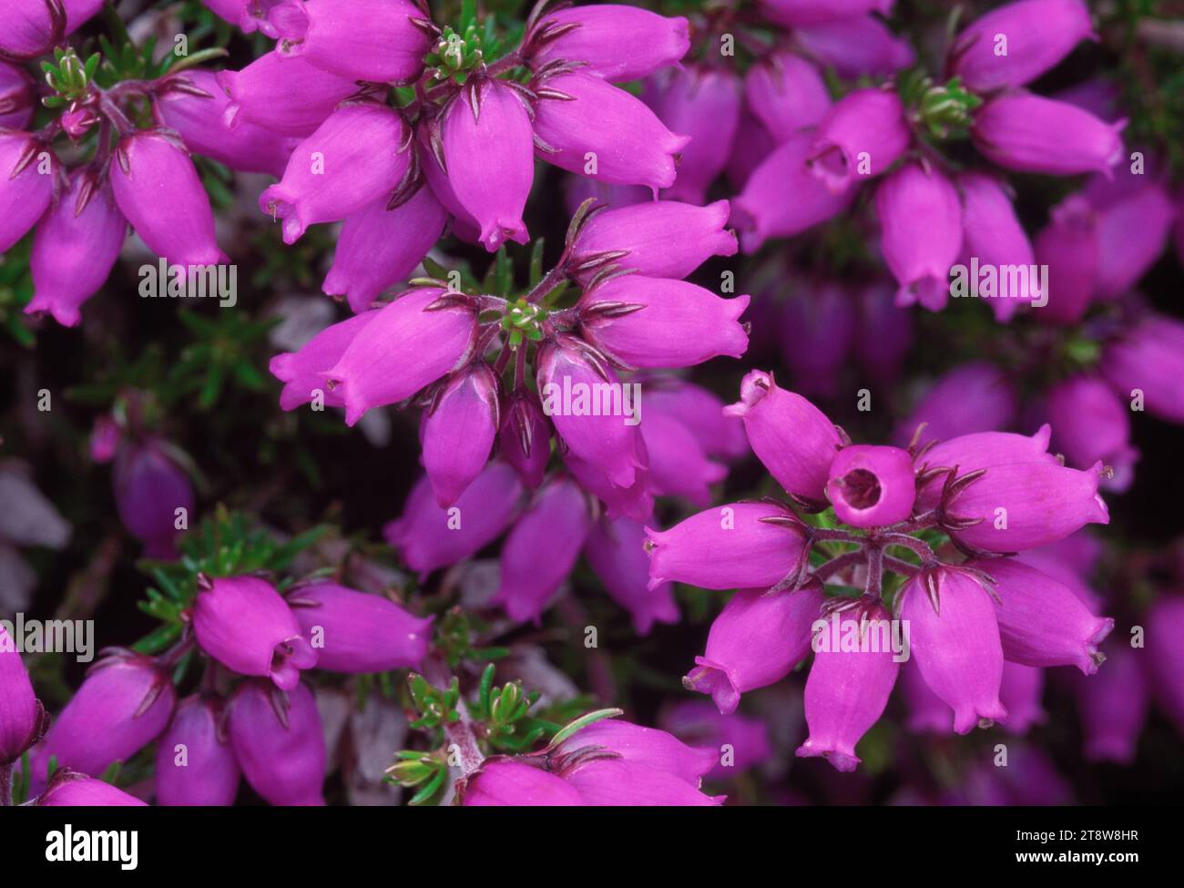 Bell Heather (Erica cinerea) overhead, close-up view of flowerheads, RSPB Abernethy Nature Reserve, Cairngorms National Park, Speyside, Scotland, June Stock Photo
