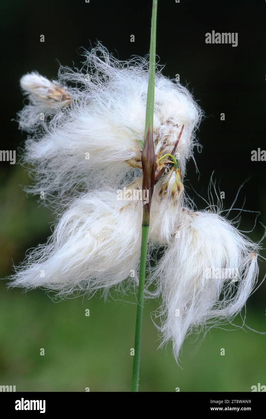 Common Cotton Grass (Eriophorum angustifolium) close-up of flowering head, Northumberland Wildlife Trusts Red Moss NR, Northumberland, England Stock Photo
