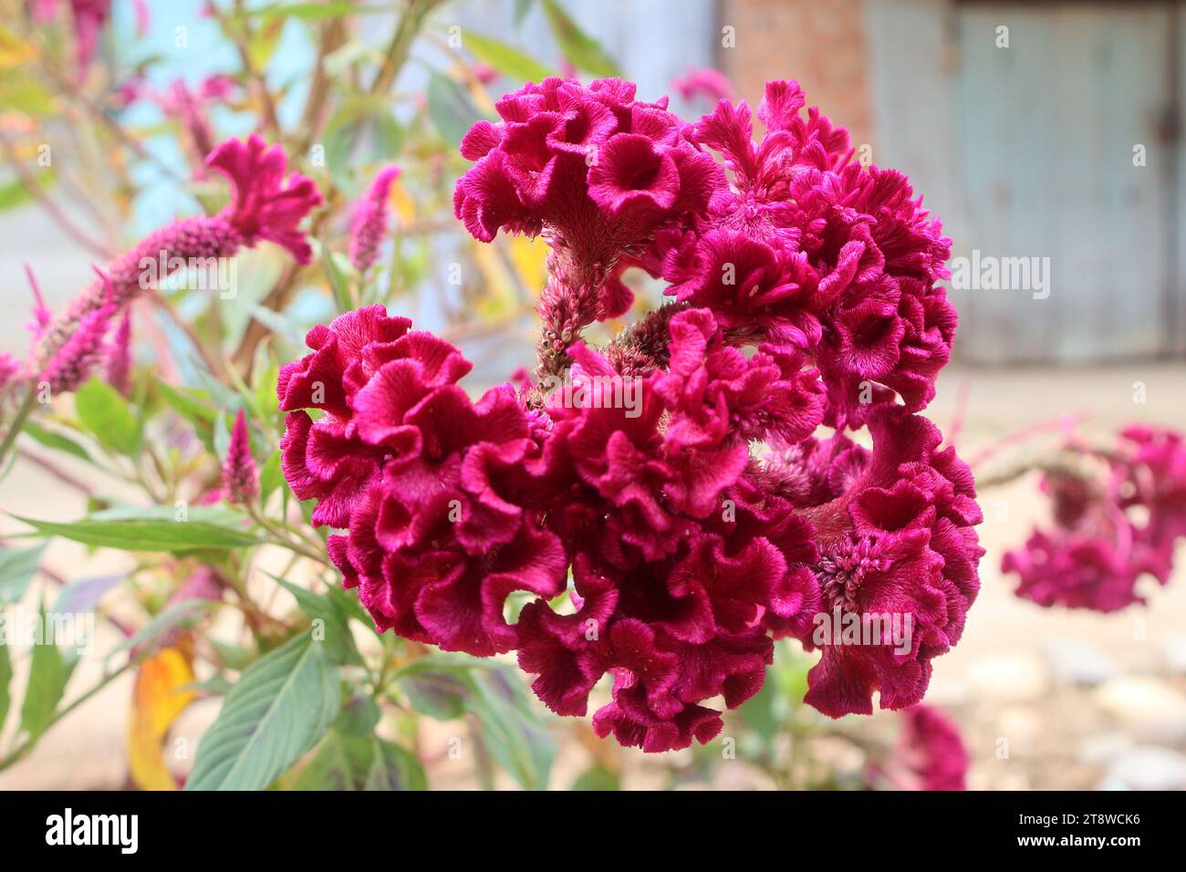 Celosia argentea var. cristata (formerly Celosia cristata), known as cockscomb, is the cristate or crested variety of the species Celosia argenteas Stock Photo