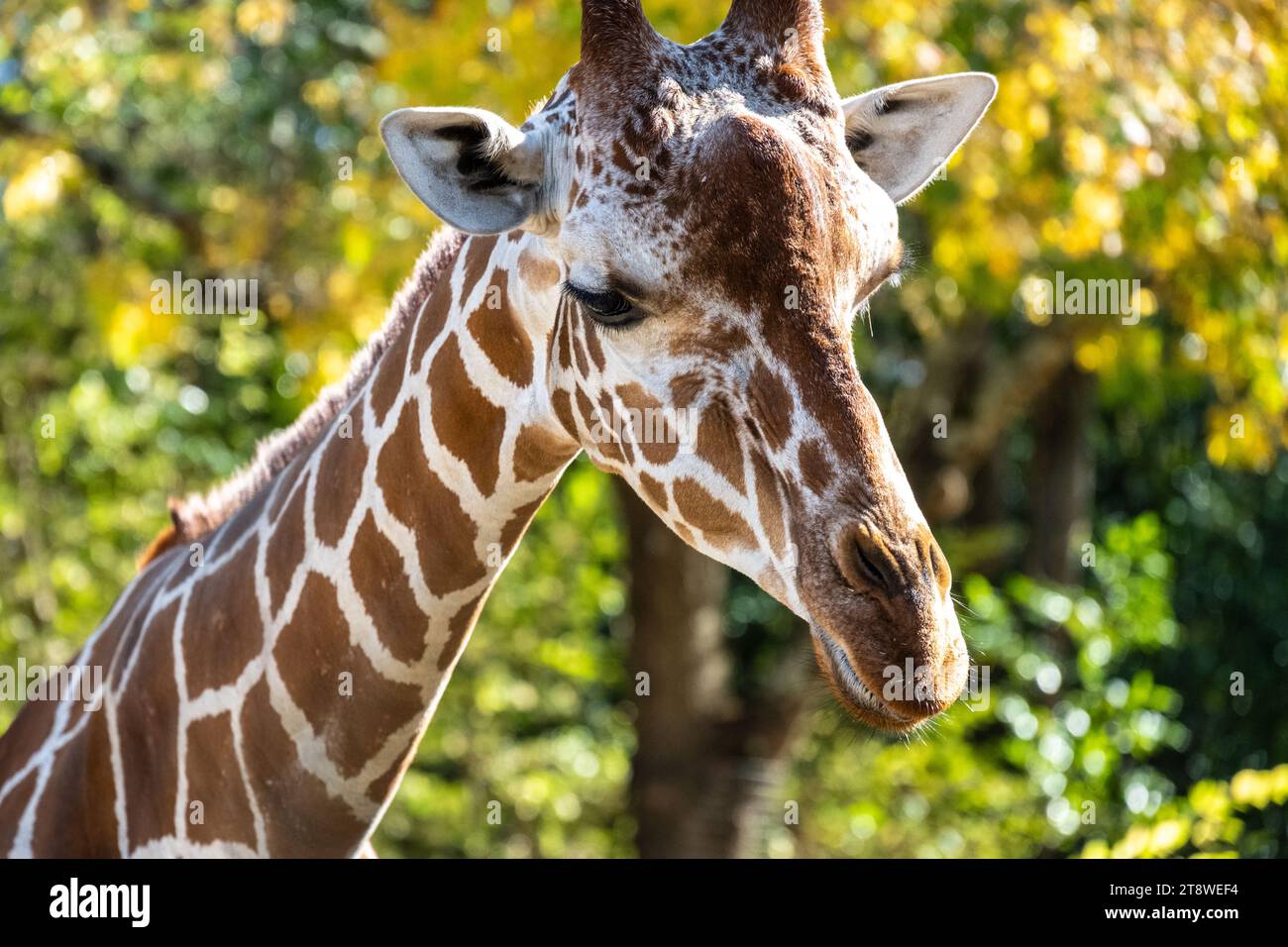 Giraffe (Giraffa camelopardalis) close-up at the Zoo Atlanta African Savanna habitat in Atlanta, Georgia. (USA) Stock Photo