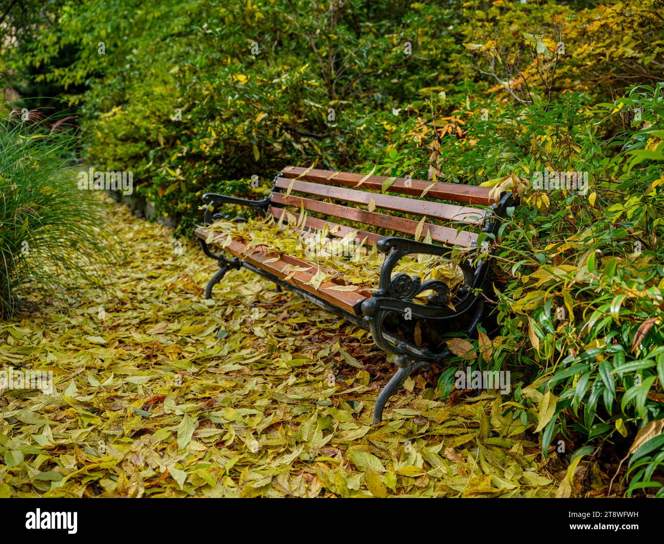 Wooden bench thickly covered with fallen yellow leaves Stock Photo - Alamy