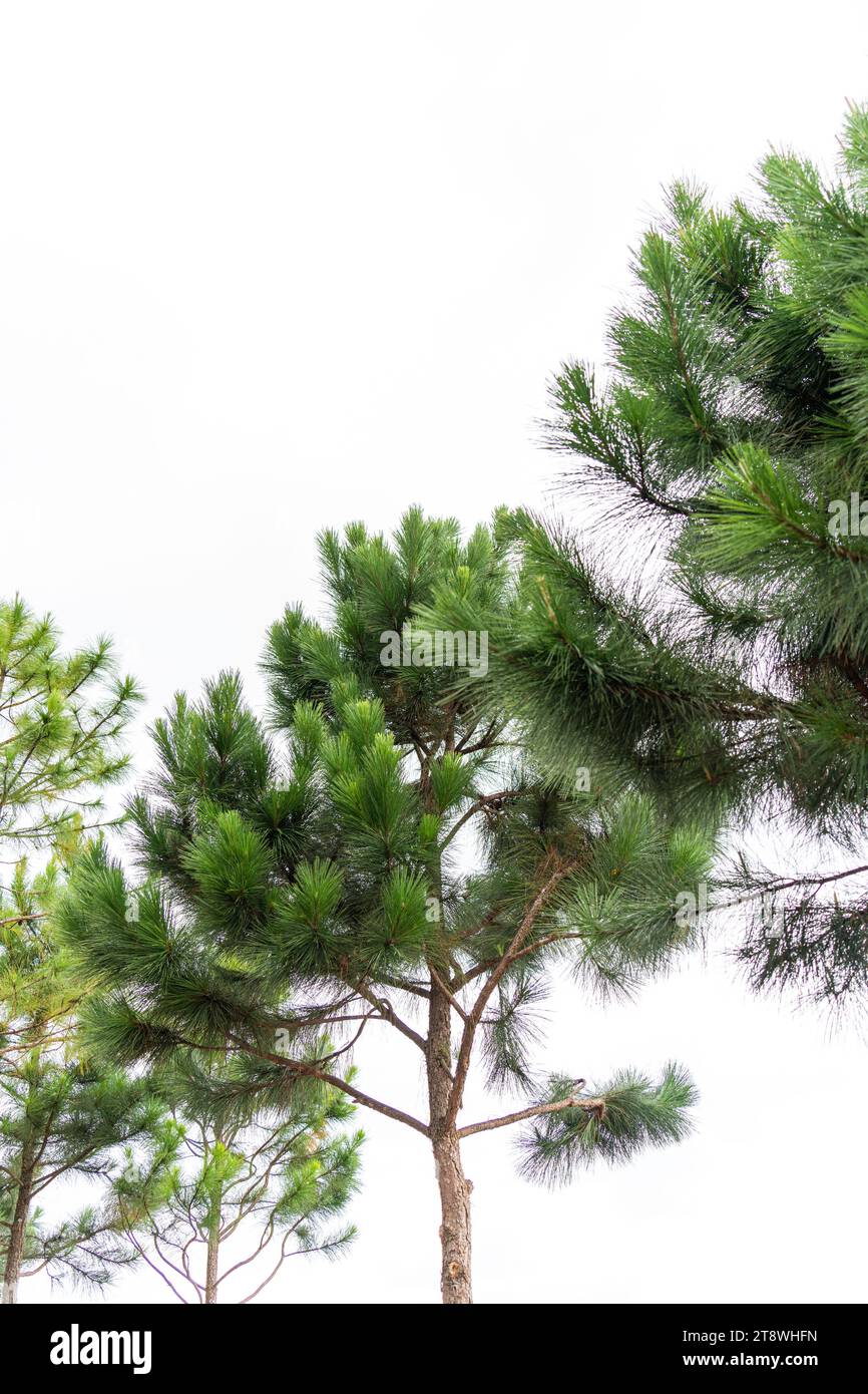Pine tree branches on white background Stock Photo - Alamy