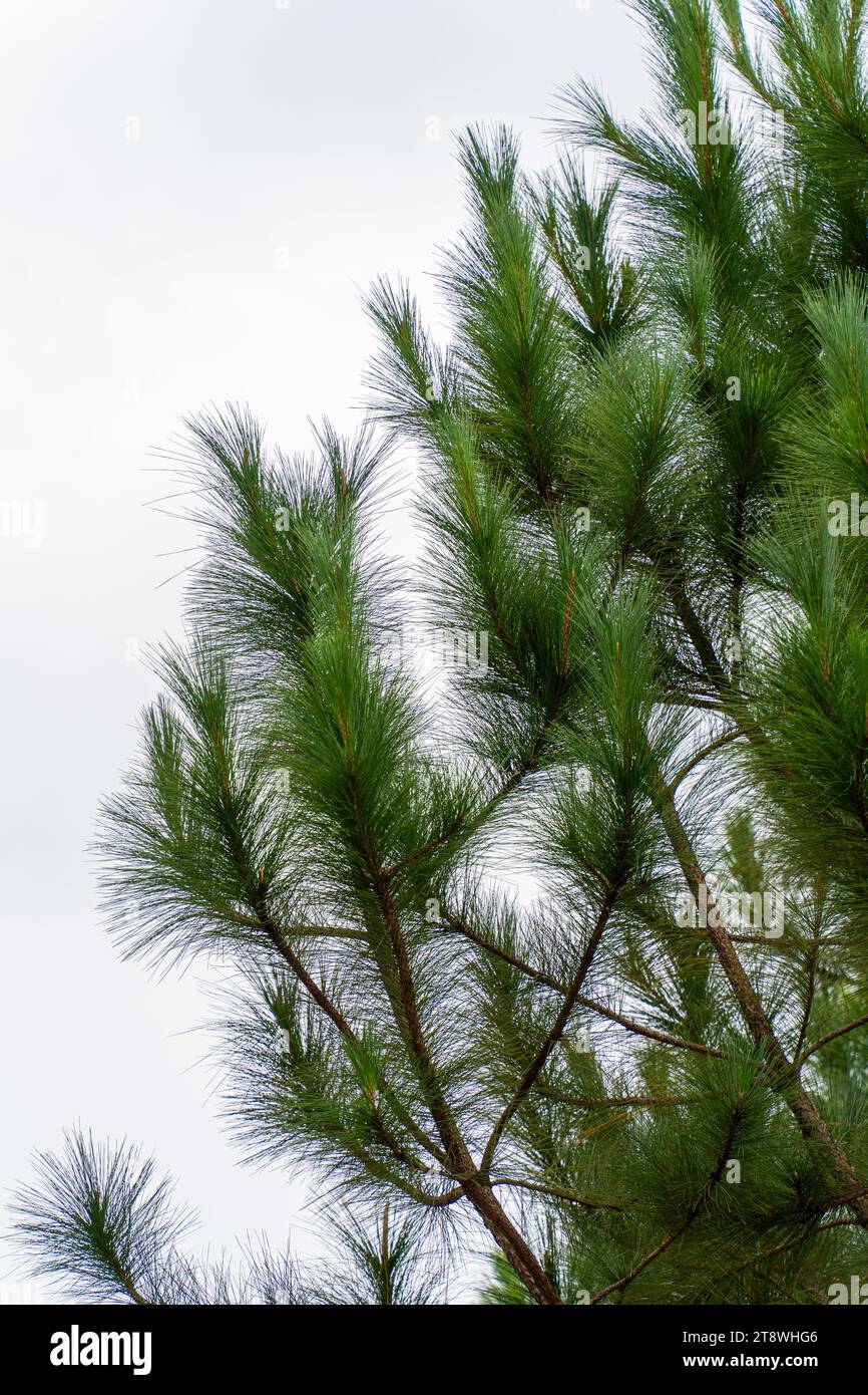 Pine tree branches on white background Stock Photo - Alamy