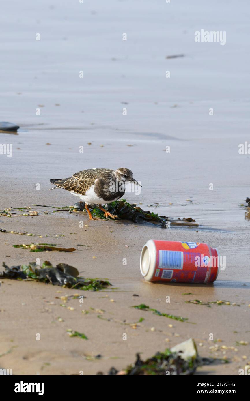 Ruddy turnstone Arenaria interpres, foraging on seashore with washed up drinks can, Cleveland, England, UK, September. Stock Photo