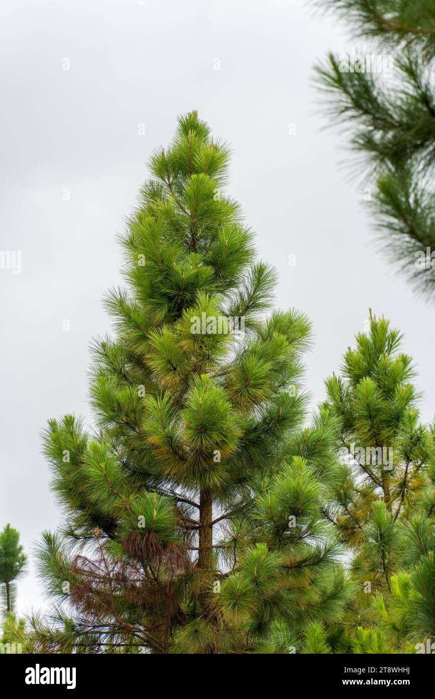 Pine tree branches on white background Stock Photo - Alamy