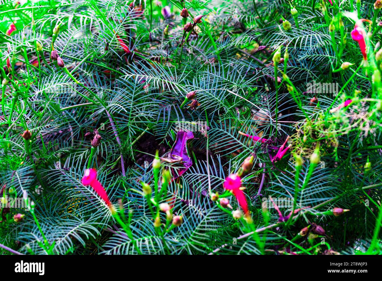 cypress vine, Ipomoea quamoclit is blooming. Selective focus. Stock Photo