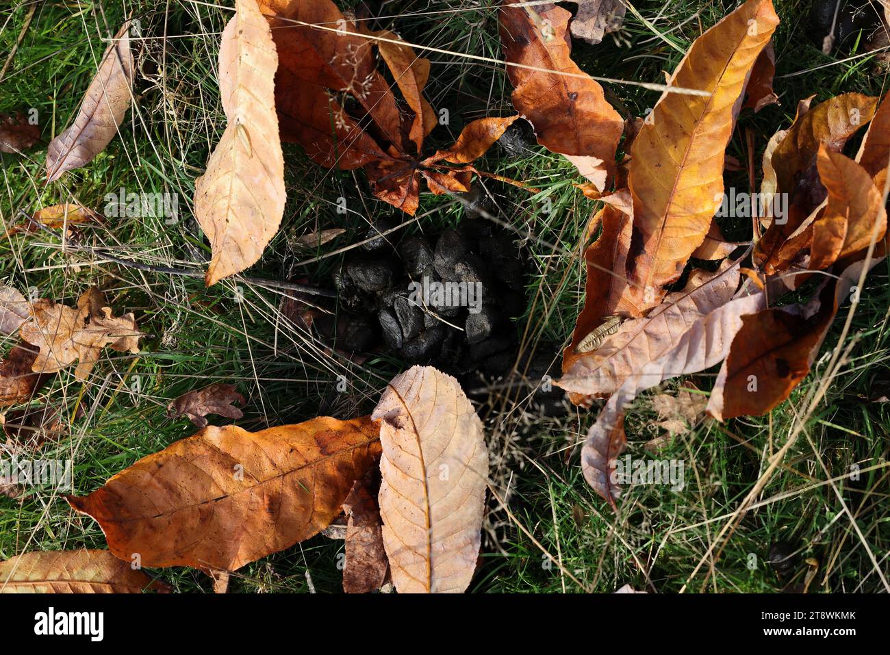 Chestnut leaves on the ground in Autumn. Stock Photo