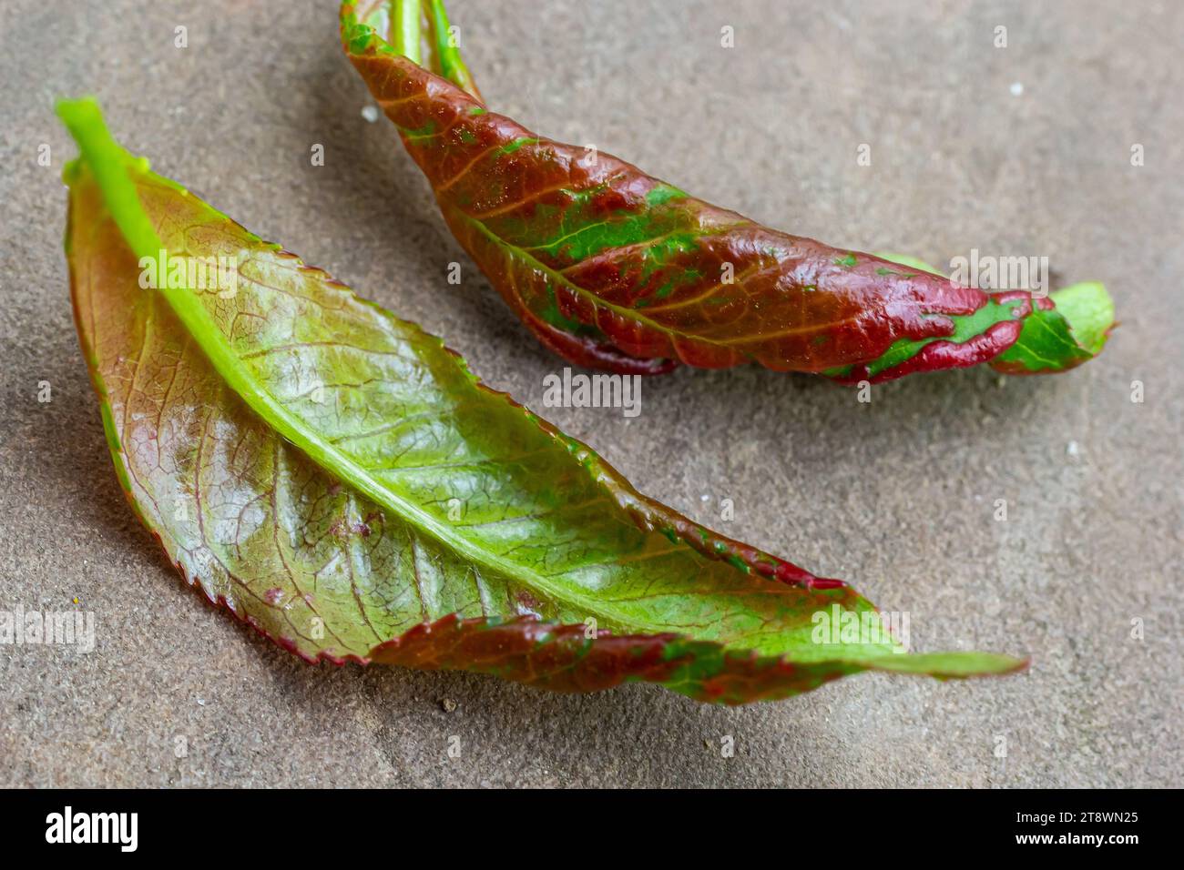 Peach leaf curl. Fungal disease of peaches tree. Taphrina deformans