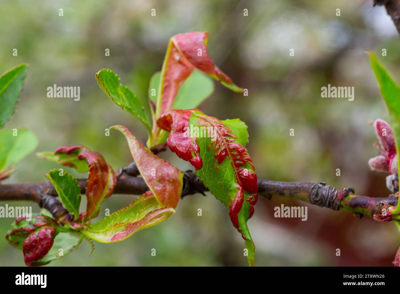 Peach leaf curl. Fungal disease of peaches tree. Taphrina deformans