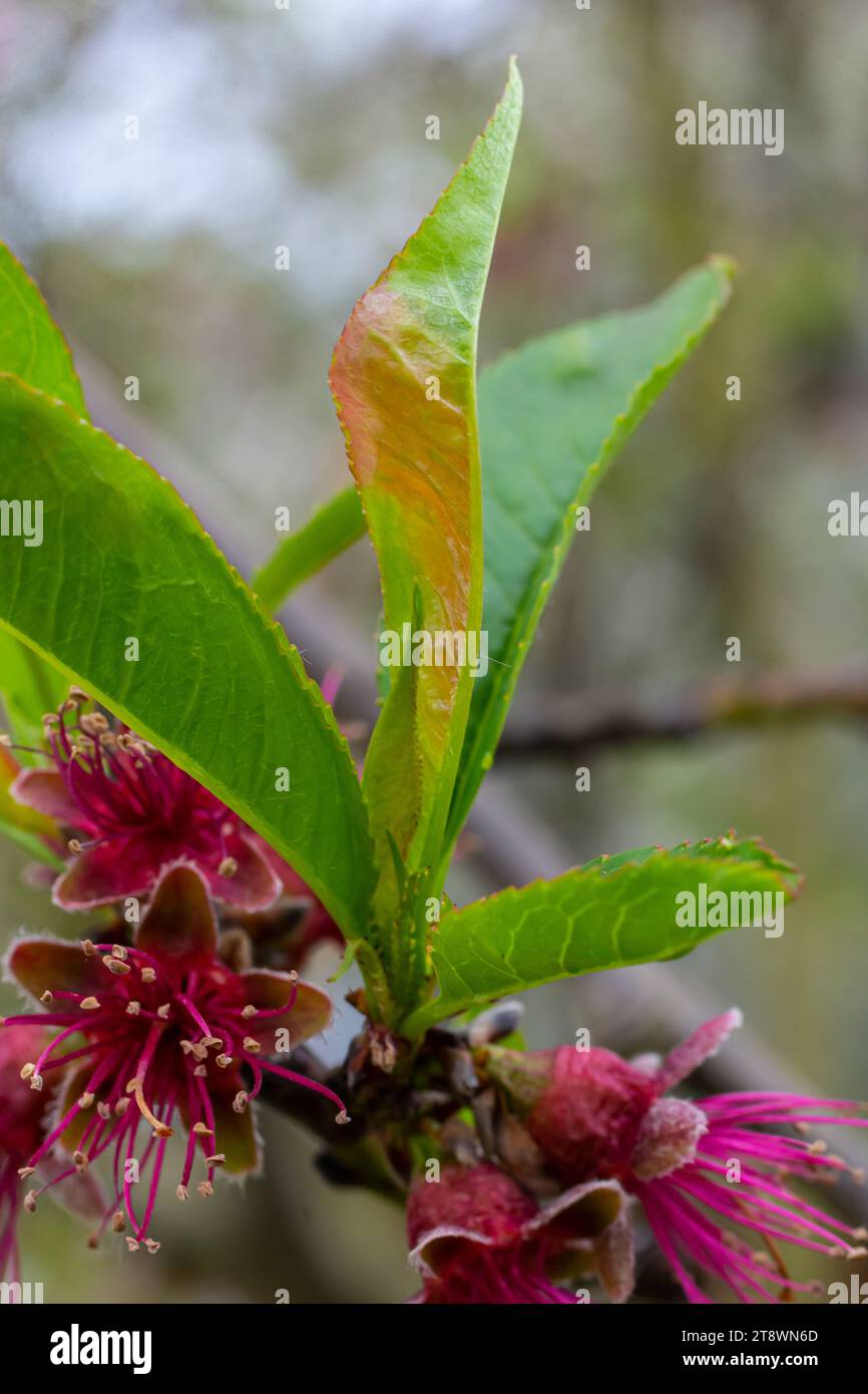Peach leaf curl. Fungal disease of peaches tree. Taphrina deformans