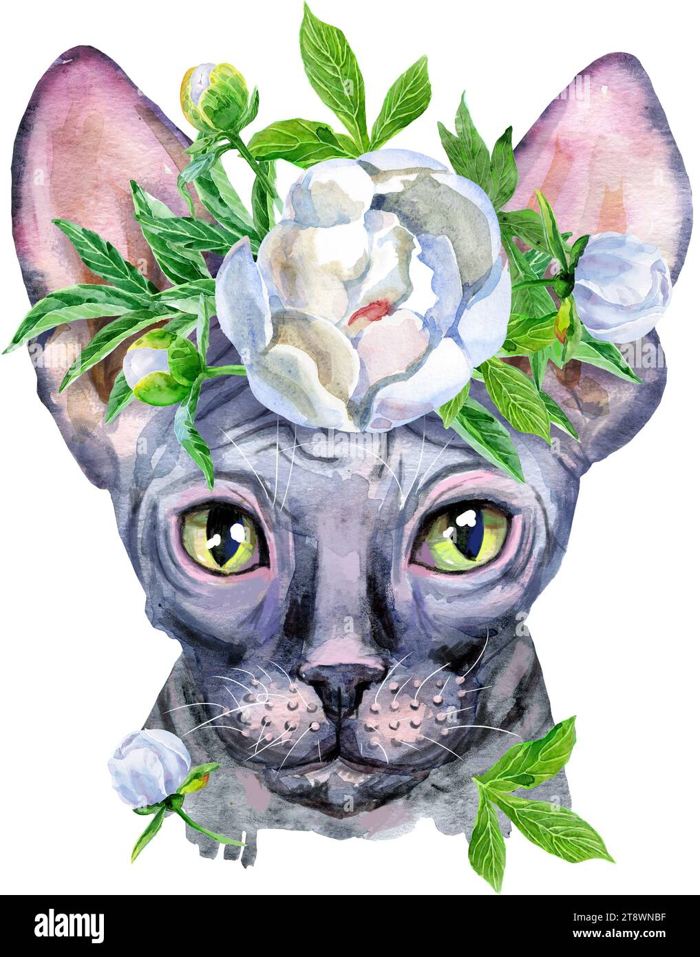 Cute cat with white peony. Cat for t-shirt graphics. Watercolor Sphynx ...
